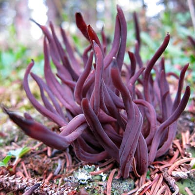 Clavaria purpurea from Weminuche Wilderness